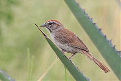 Rufous-crowned Sparrow